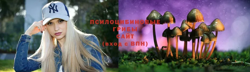 Псилоцибиновые грибы Cubensis  Нальчик 